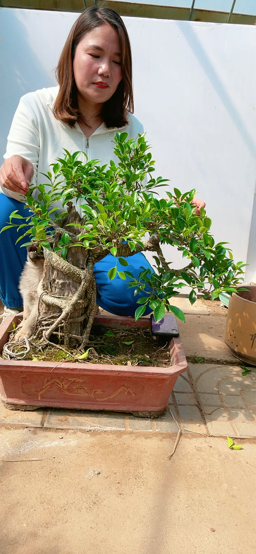 虎皮榕树盆景#四季长青,榕树寓意荣华富贵