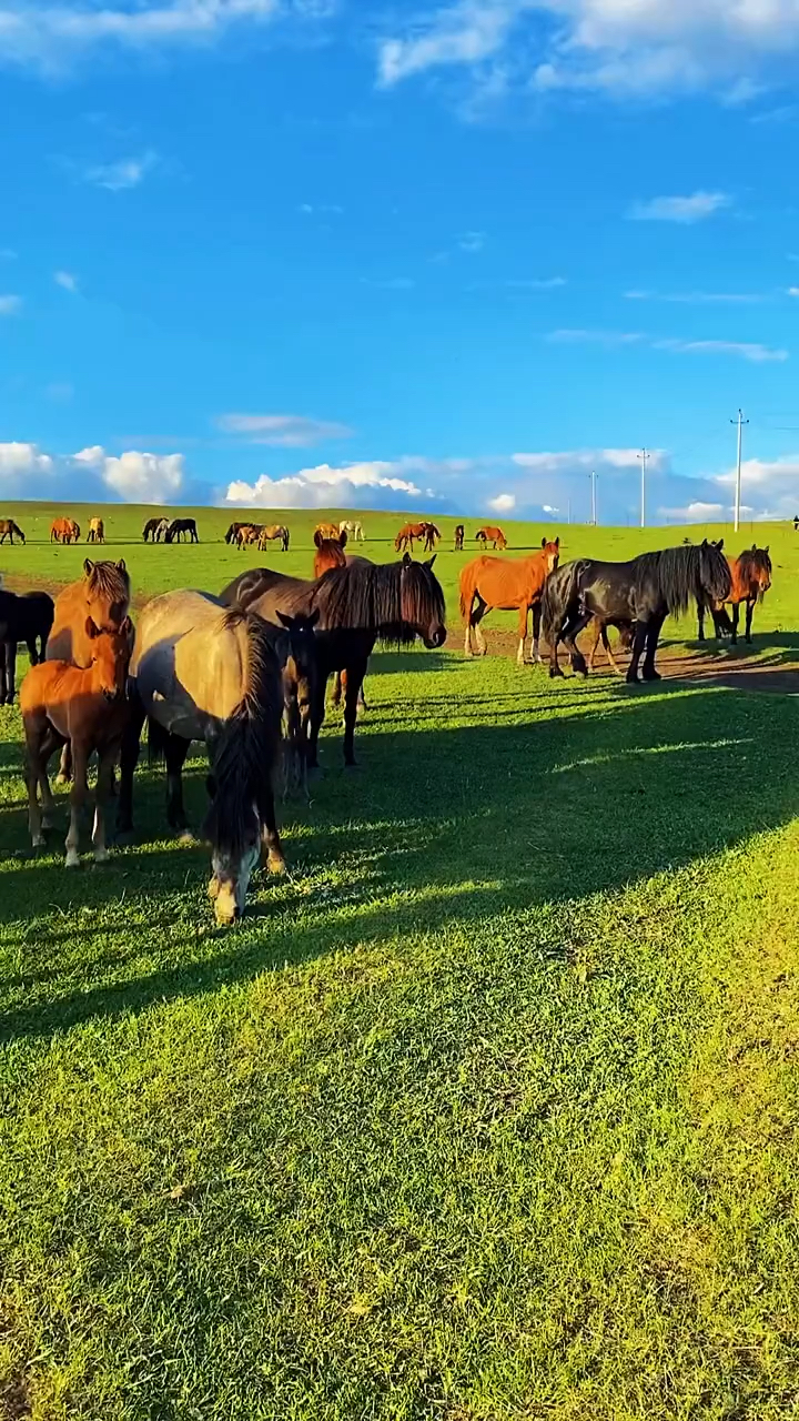呼伦贝尔来草原一起牧马放羊