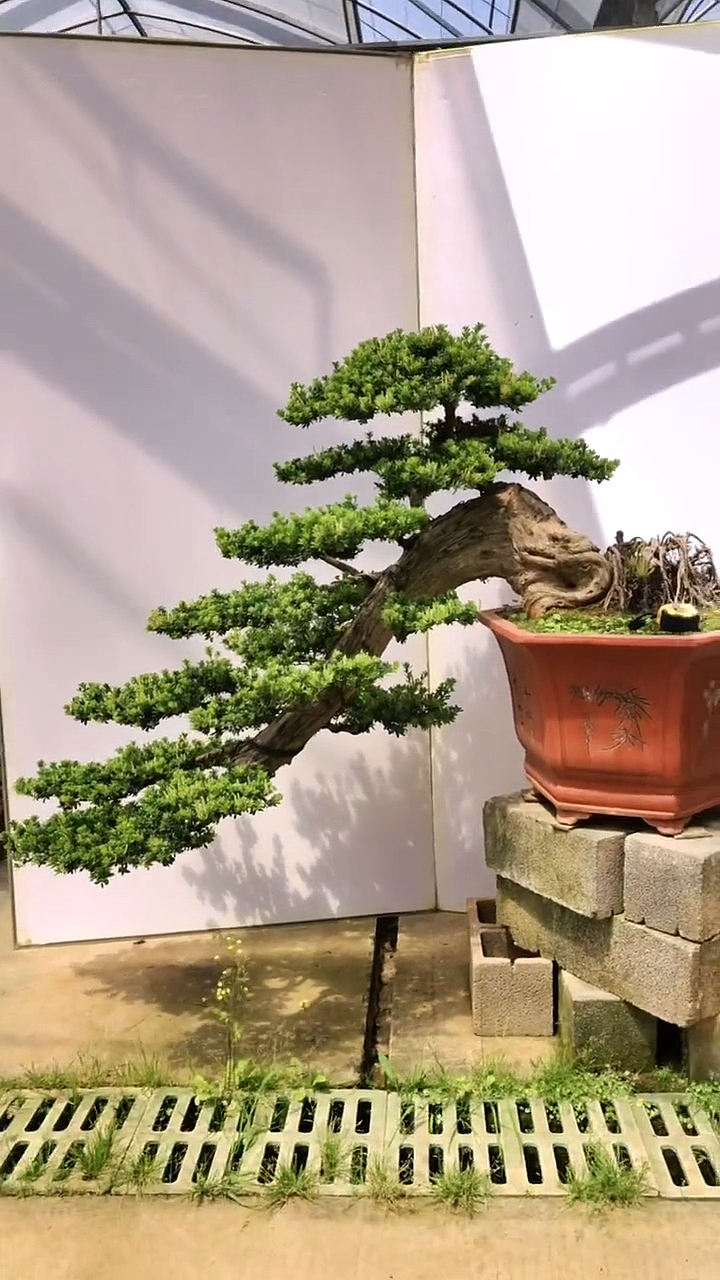 盆景#大悬崖珍珠罗汉松