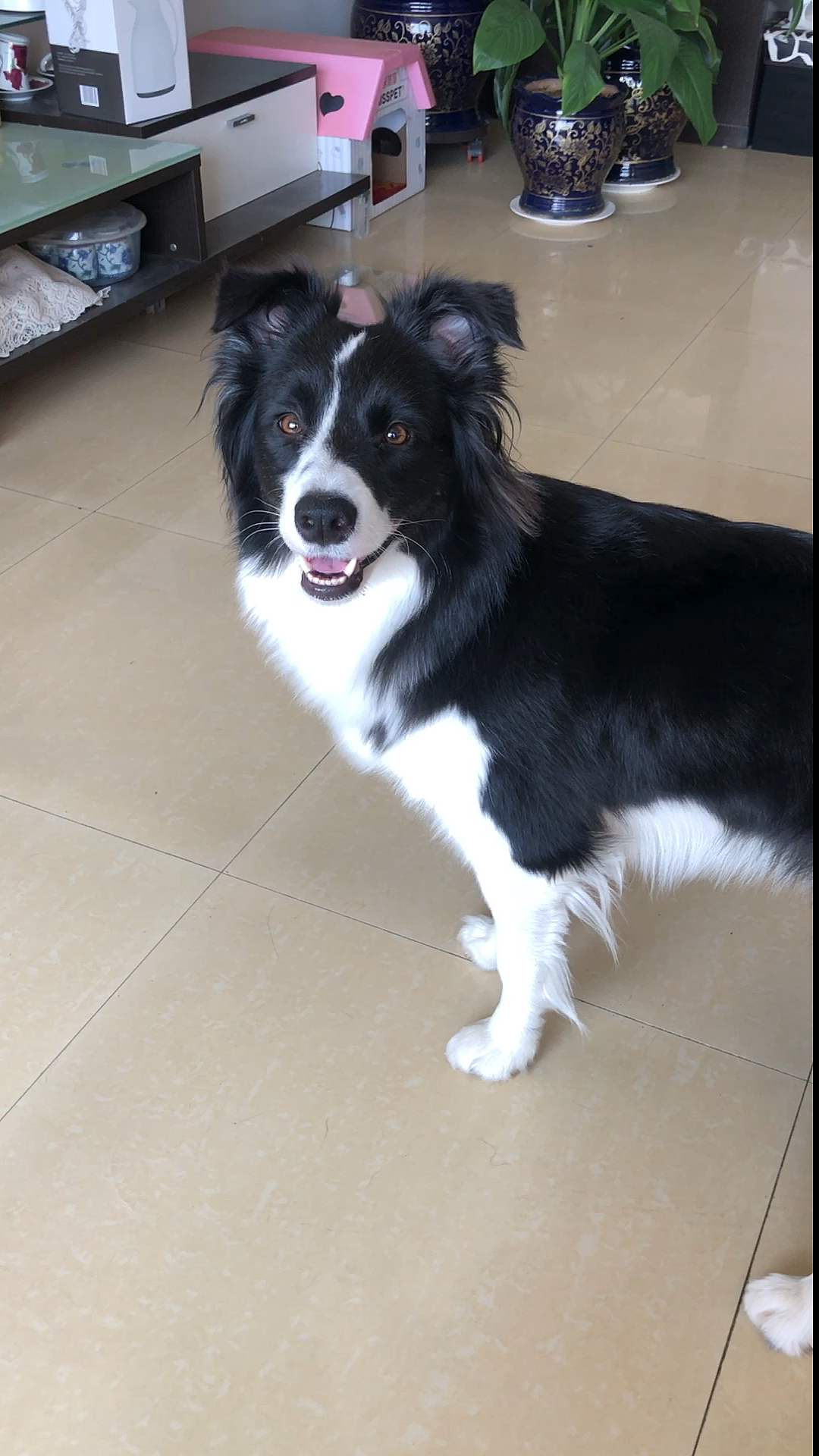 边牧西卡#日常问答