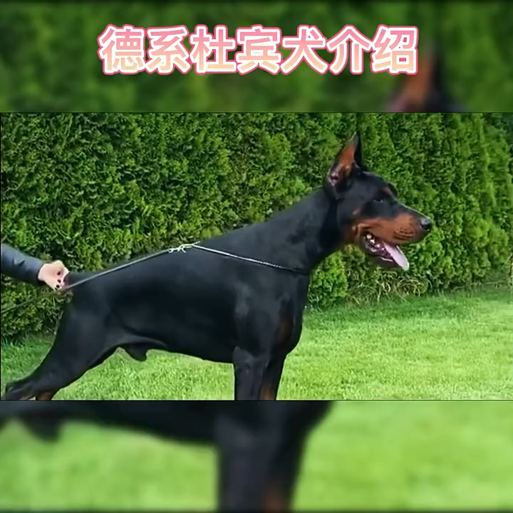 美系杜宾与德系杜宾犬的区别