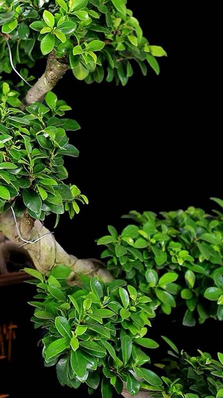 大型榕树盆景树桩悬崖植物造型老桩办公室内前台客厅玄关绿植盆栽-度