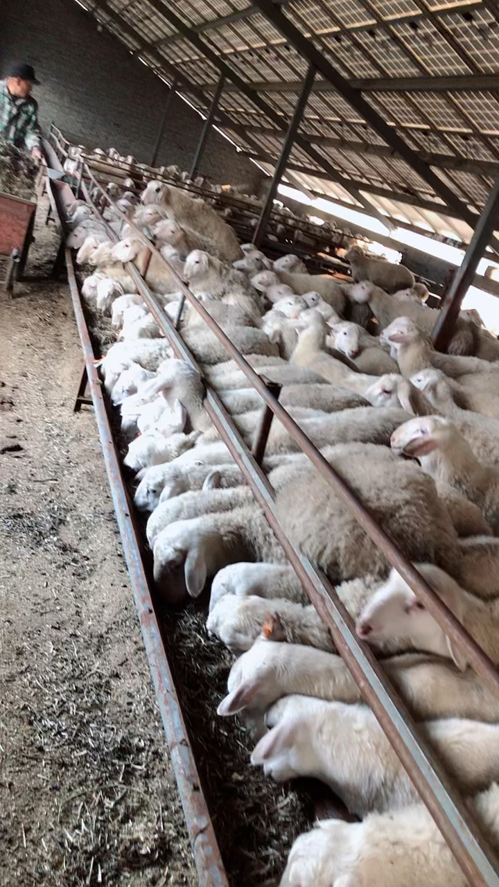 纯种湖羊基础母羊大量出栏