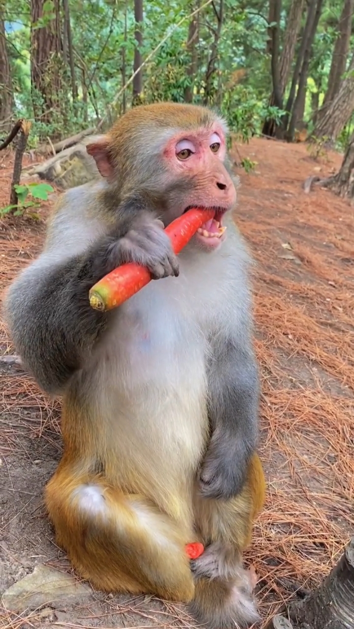 这泼猴吃东西真浪费