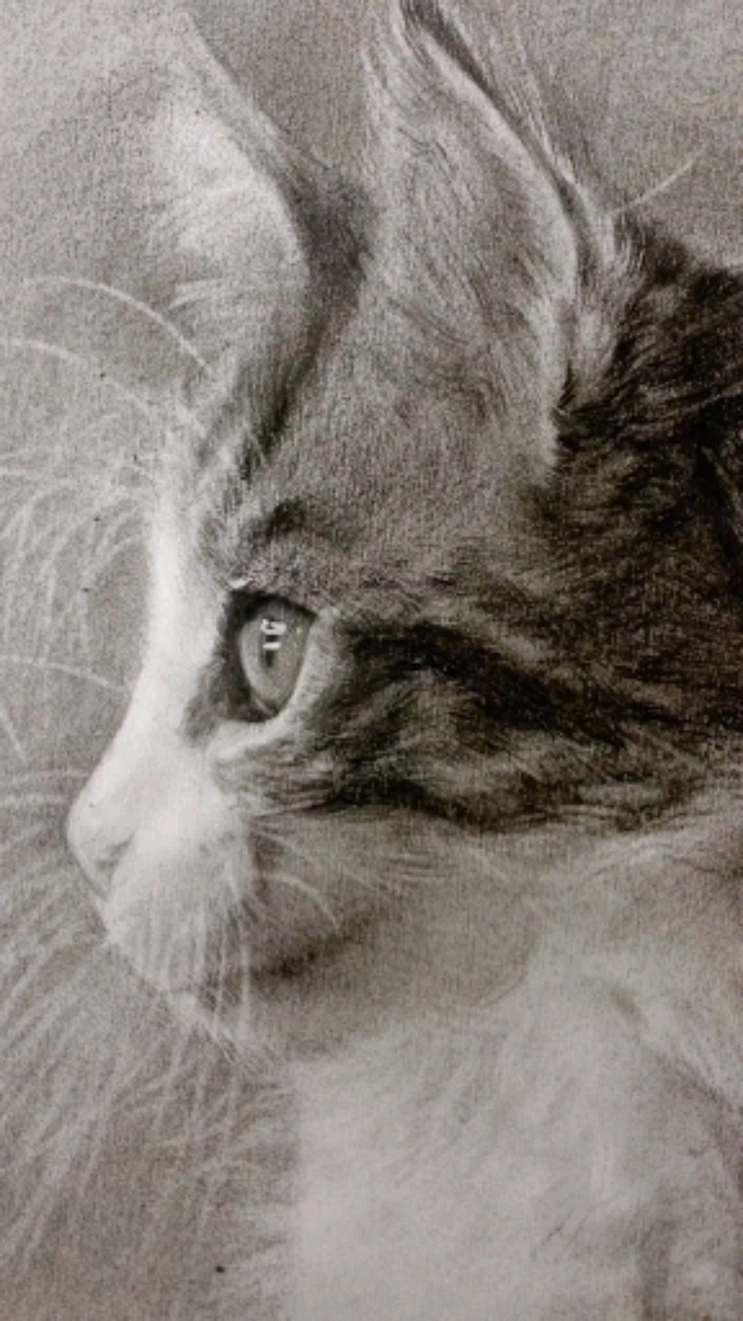 素描#素描入门系列之动物毛发的表达示范理解