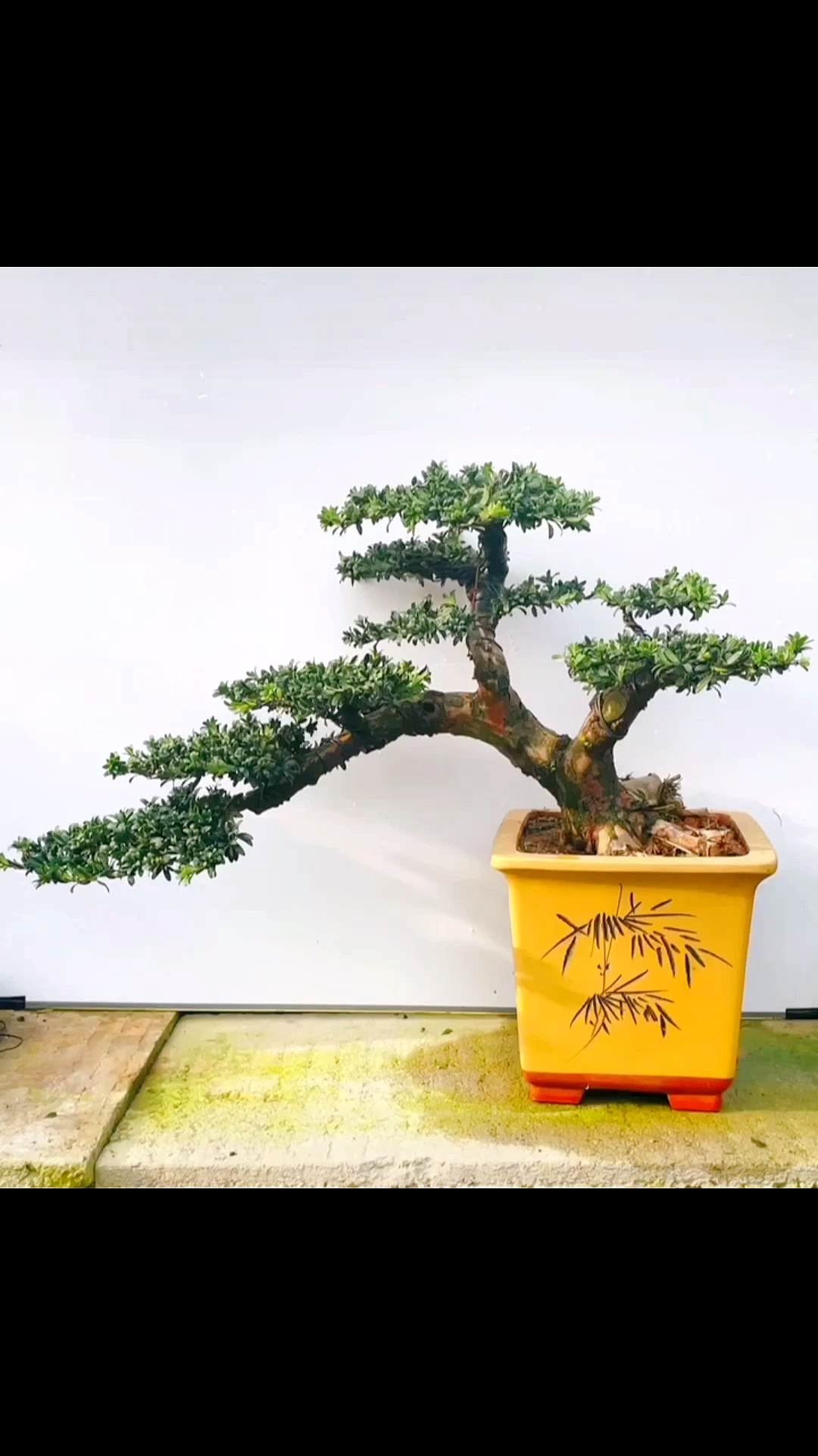 邻水造型的罗汉松