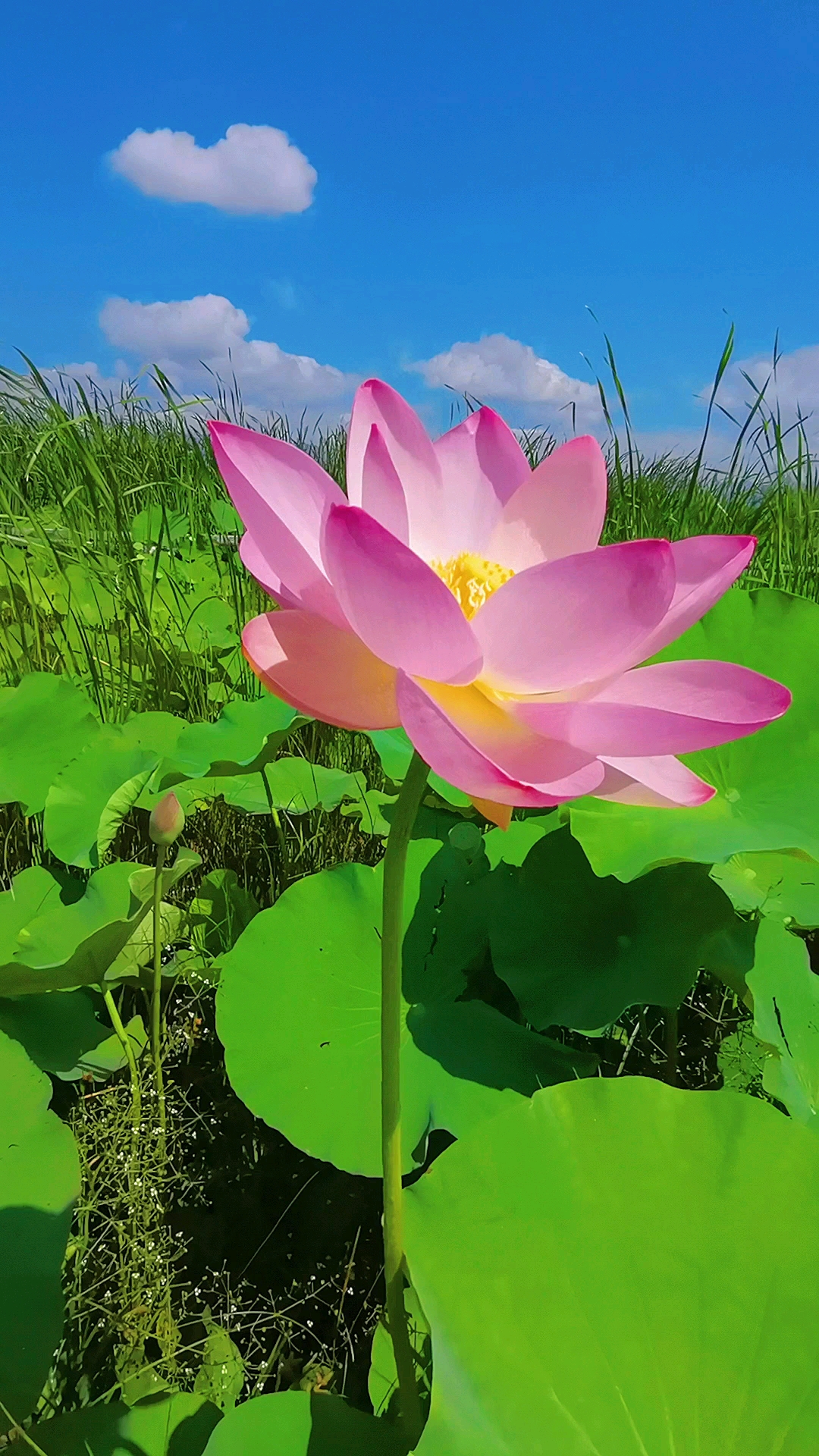 见者:步步生莲,好运接踵而来.