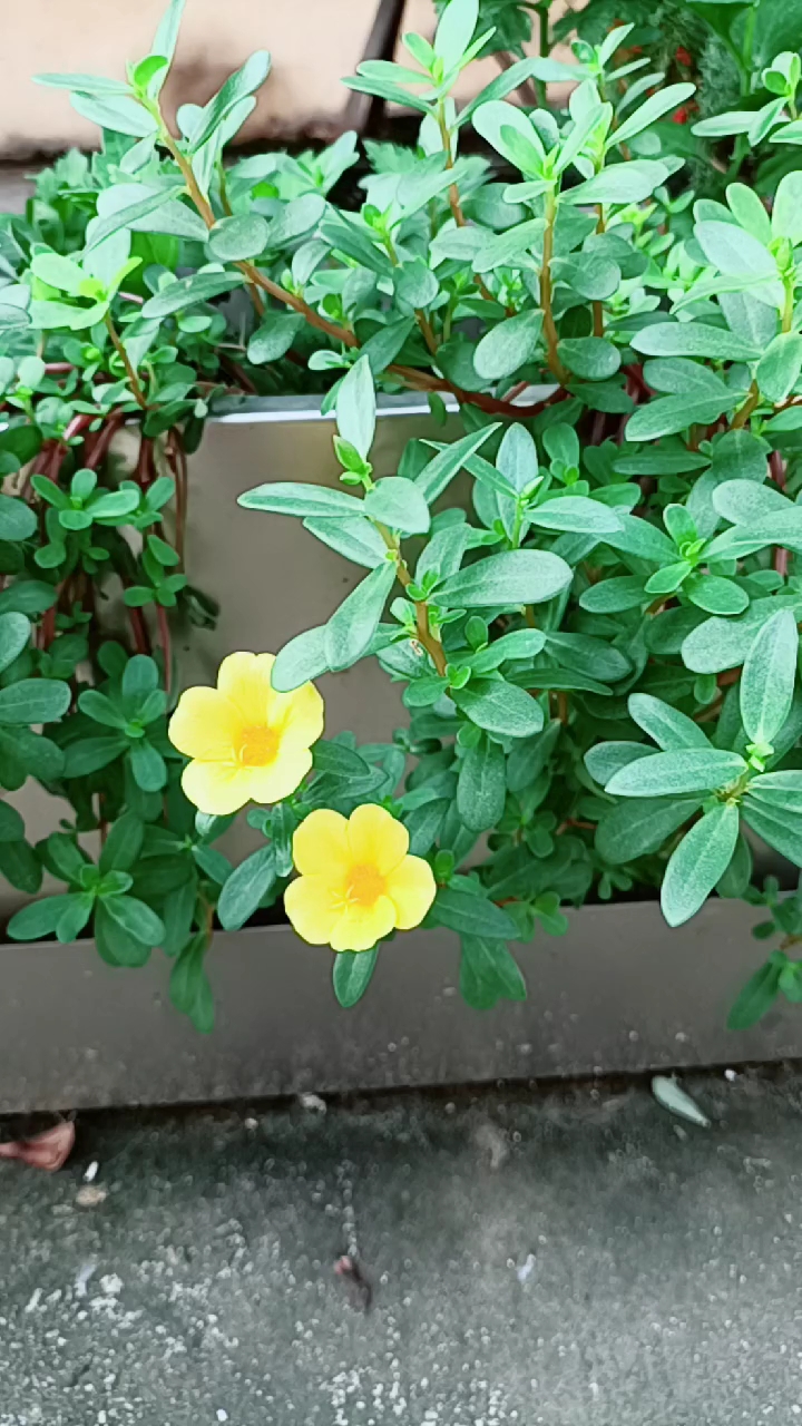 单瓣太阳花其实也好看.