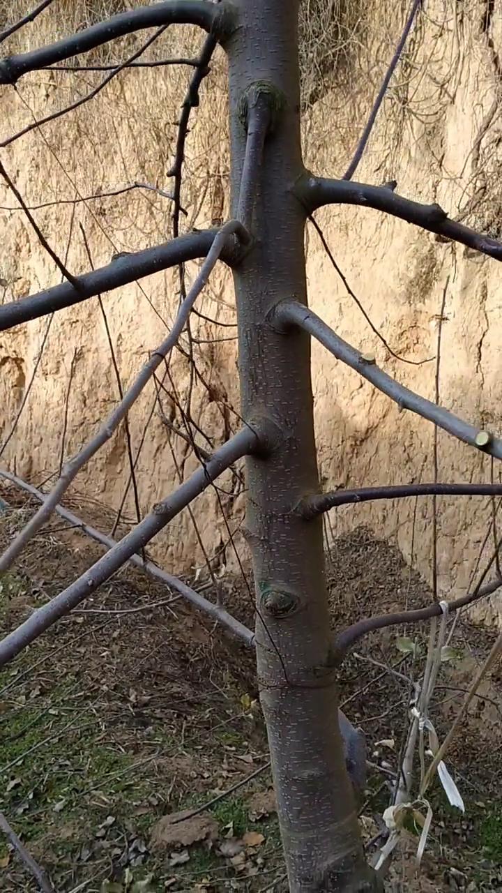 苹果树短截是修剪的基本手法之一,也是促发强枝的有效措施