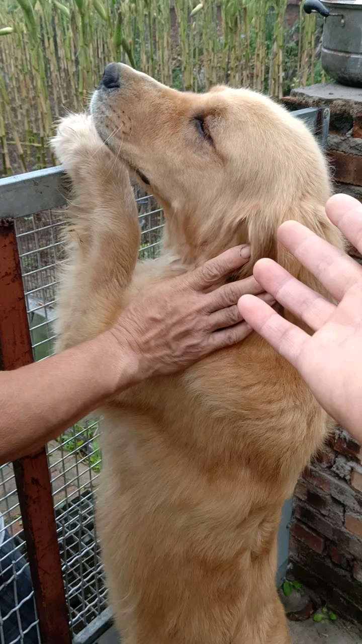 毛孩儿耐心的听主人的嘱咐,心里美美滴.