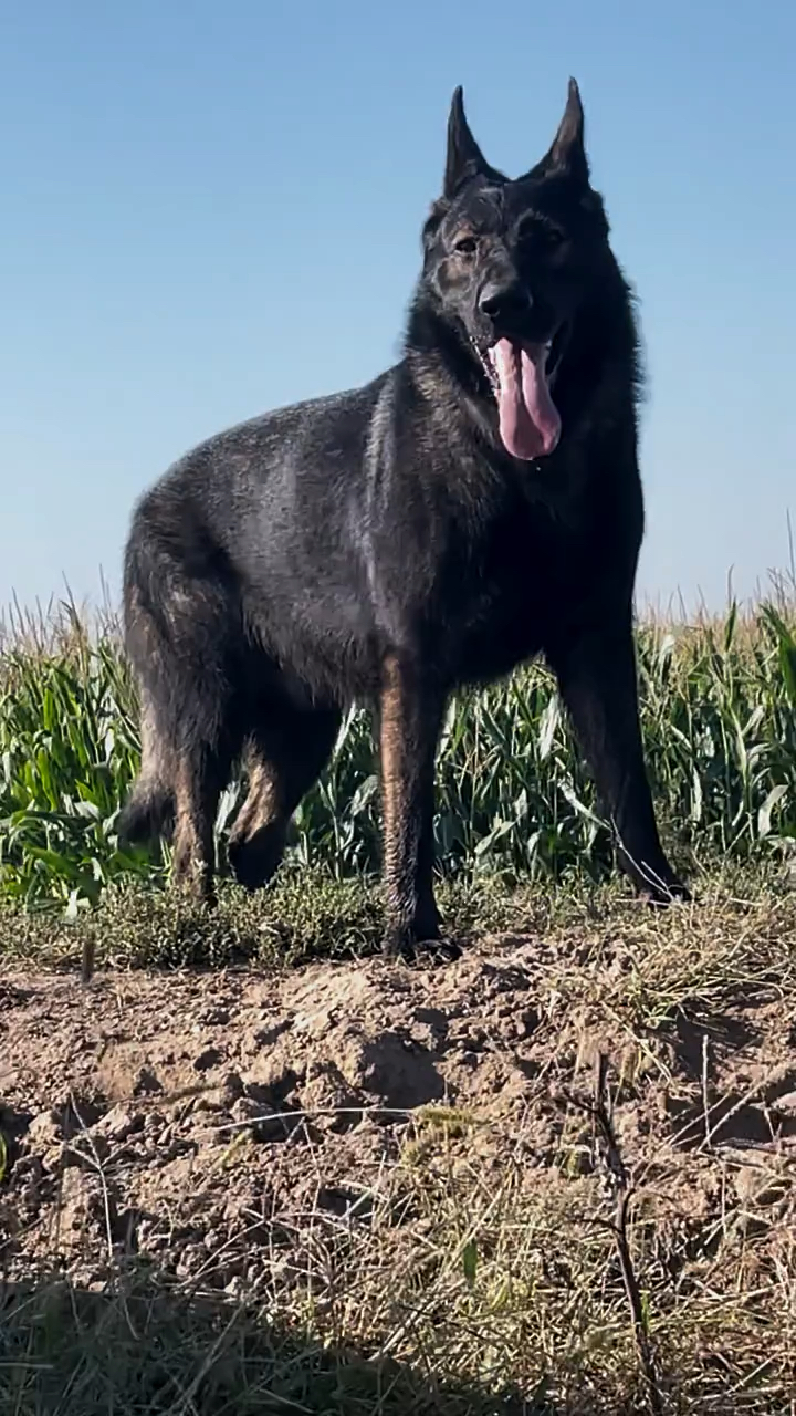 东德牧羊犬纯种双血统狼灰东德