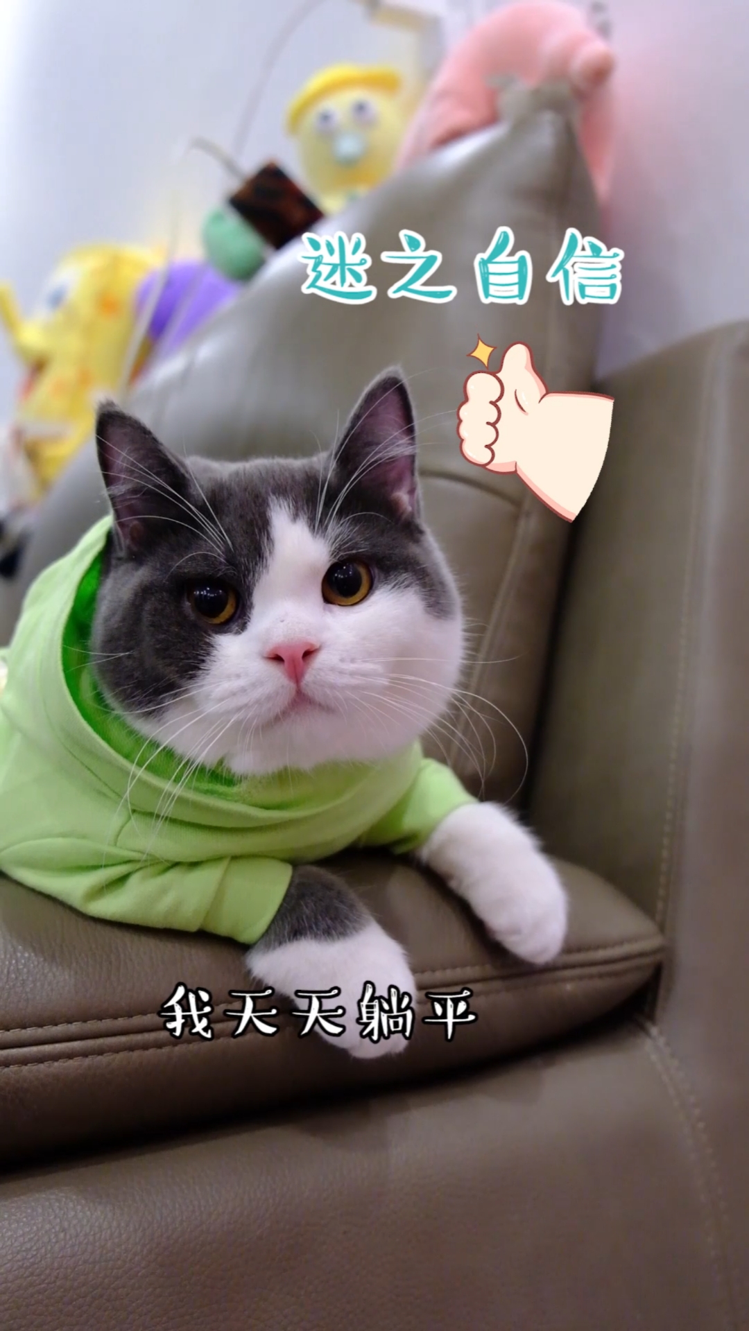 看小猫咪这得意劲,还以为自己在家里就能为所欲为了呢?