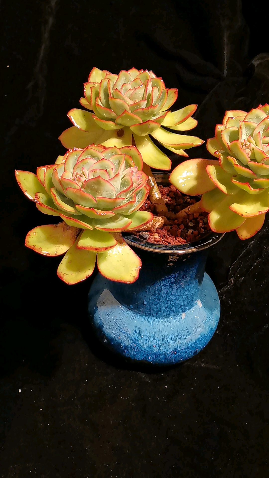 晨露多肉#生活平凡而琐碎,所以有那么多惊天动地的大事.