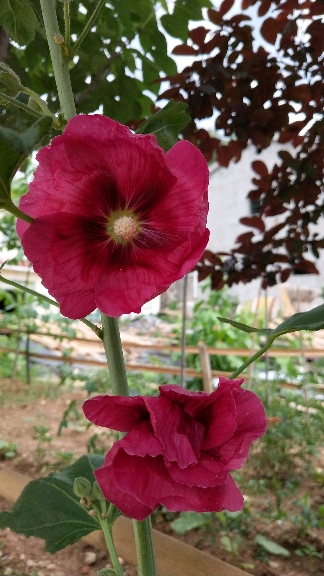 夏之醉#六月红花