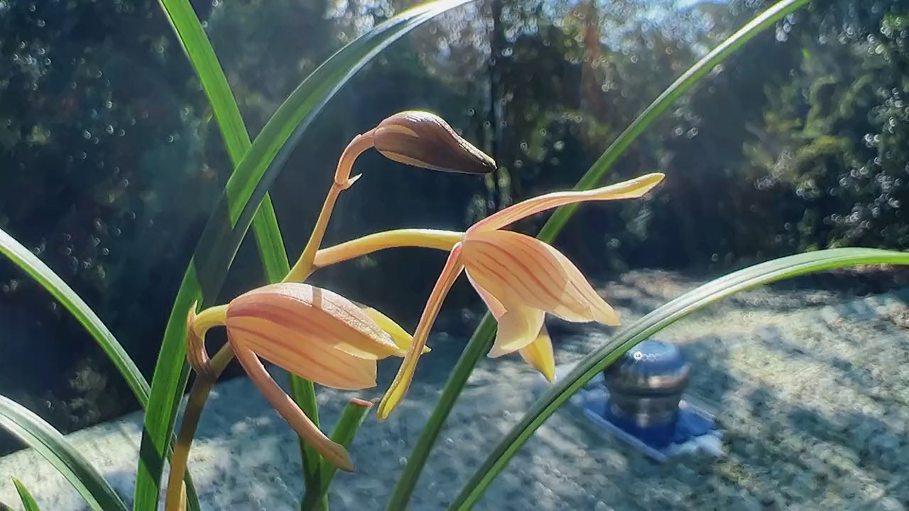 兰花#建兰/峨眉霞光