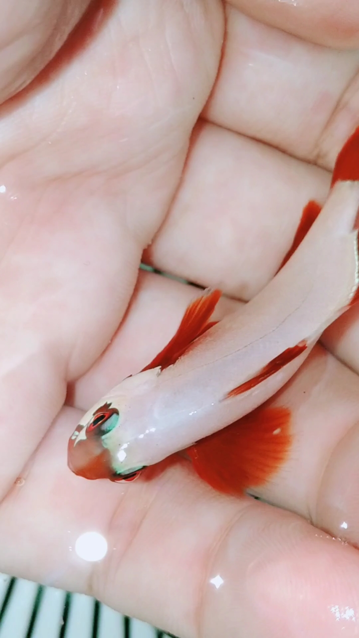 小丑鱼#金砖小丑鱼