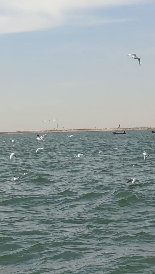 蔚蓝色的大海上海欧在自由的飞翔!