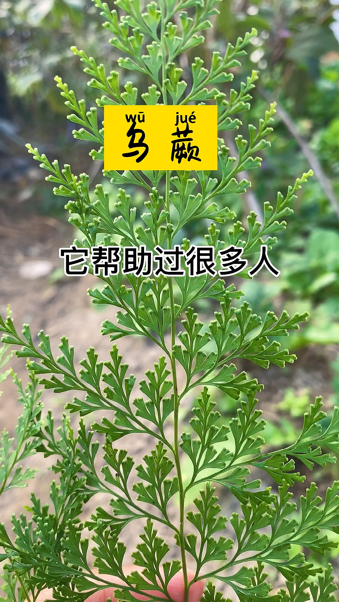 乌蕨我们这里叫凤尾草,你们认识吗?有没有这样喝过