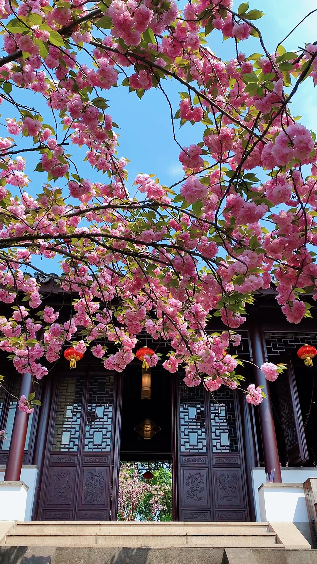 光福铜观音寺内有一片樱花林,现在正是赏樱花时节!