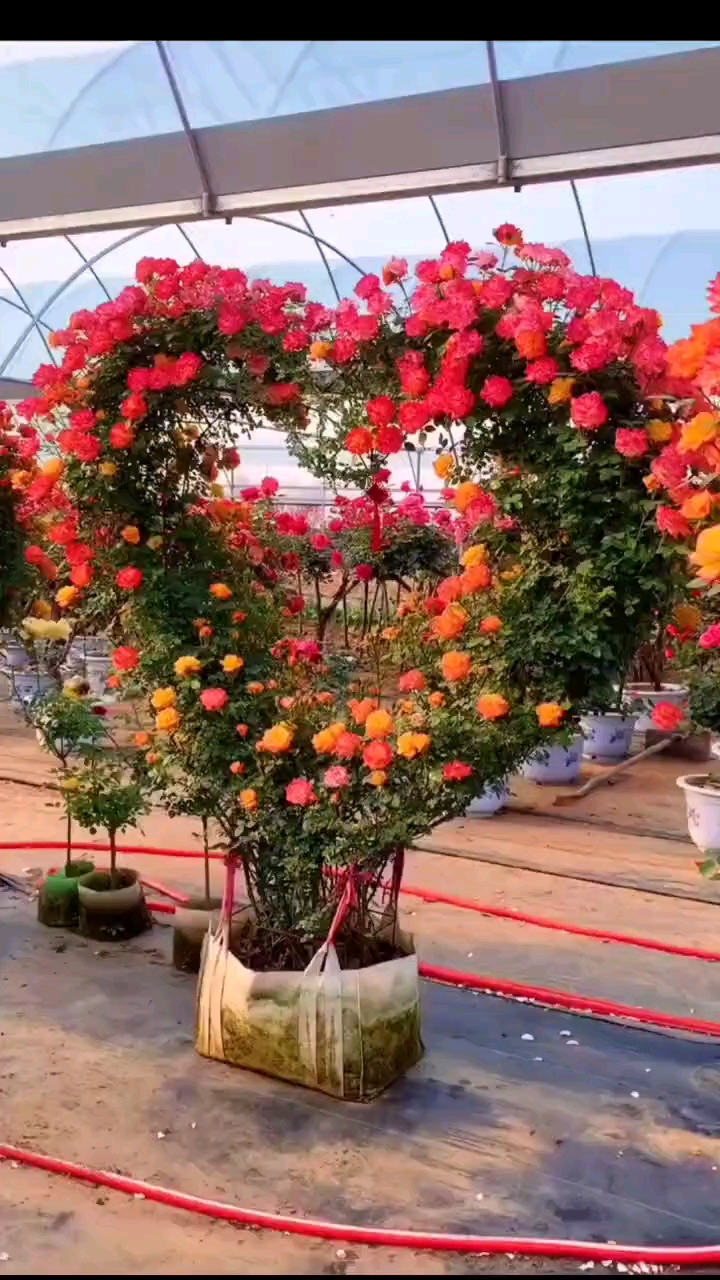 藤本月季爱心造型,花量多花期长,多季循环开花