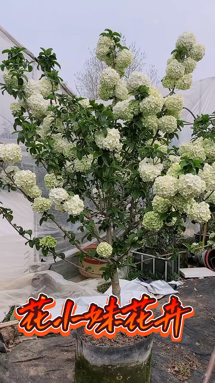 中华木绣球又名斗球花开如斗耐寒耐旱南北方都可以栽植