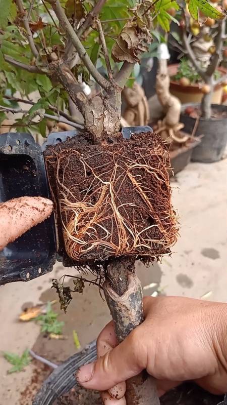 嫁接高手#世界顶尖高压高手,进口红枫生根技术,一般人不会-度小视