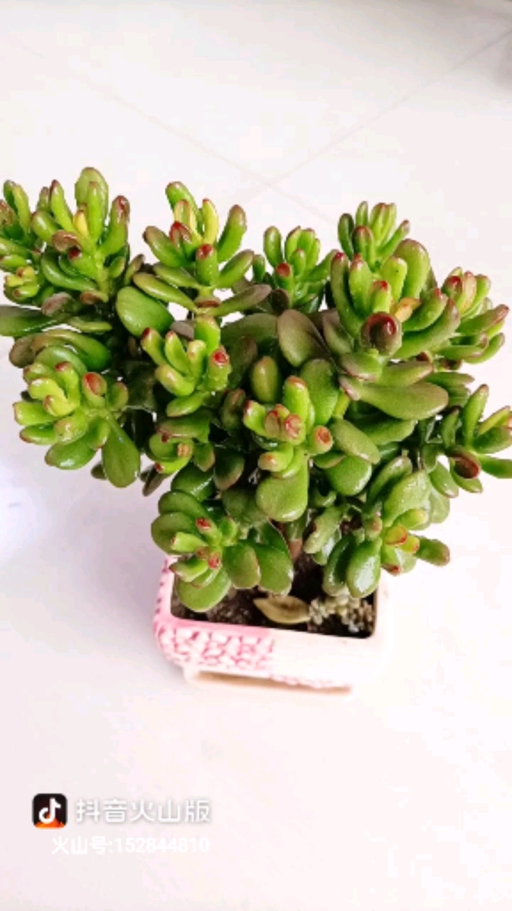 多肉植物#雨后的吸财树真见长