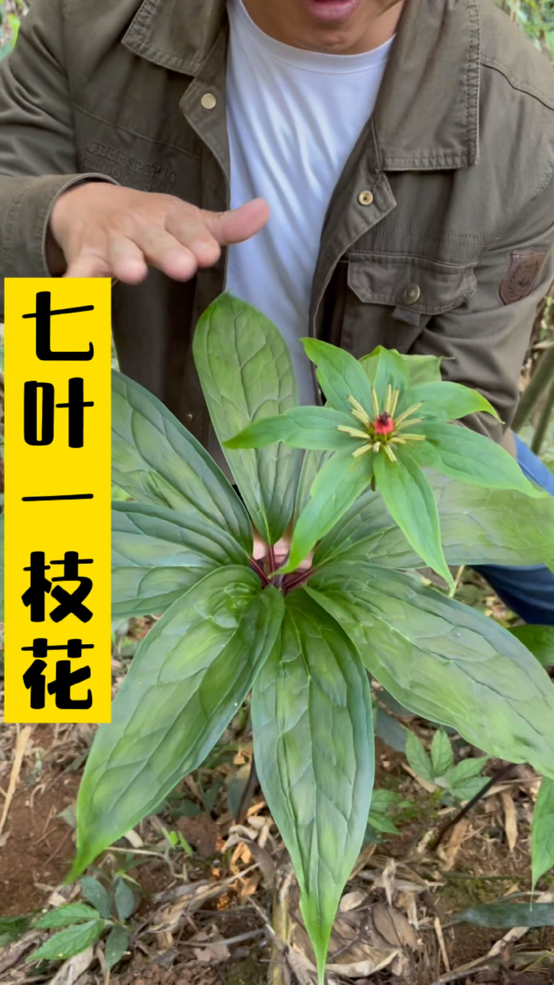 回不去了,找到了这么大的七叶一枝花