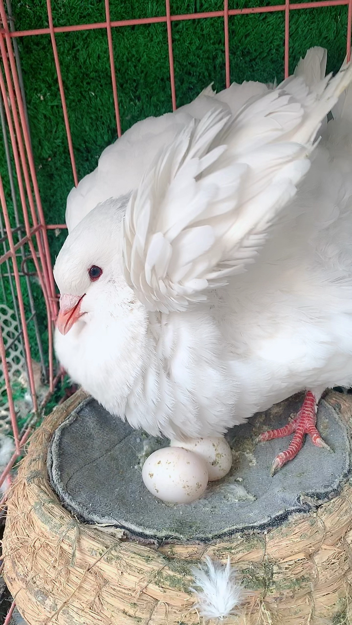 护犊子大王鸽妈妈以为要拿走鸽宝宝害怕了拼命保护孩子