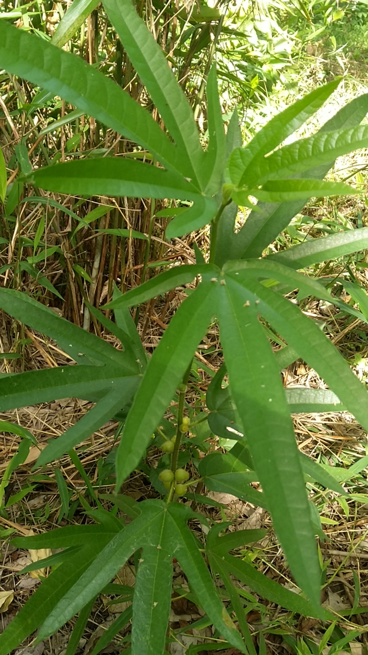 南方热带植物