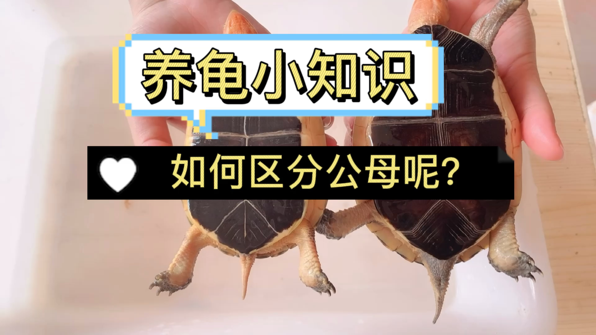 养龟小知识——黄缘龟如何区分公母呢?简单说一下.