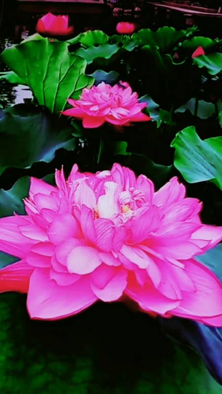 吉祥如意的莲花,谁见谁富贵