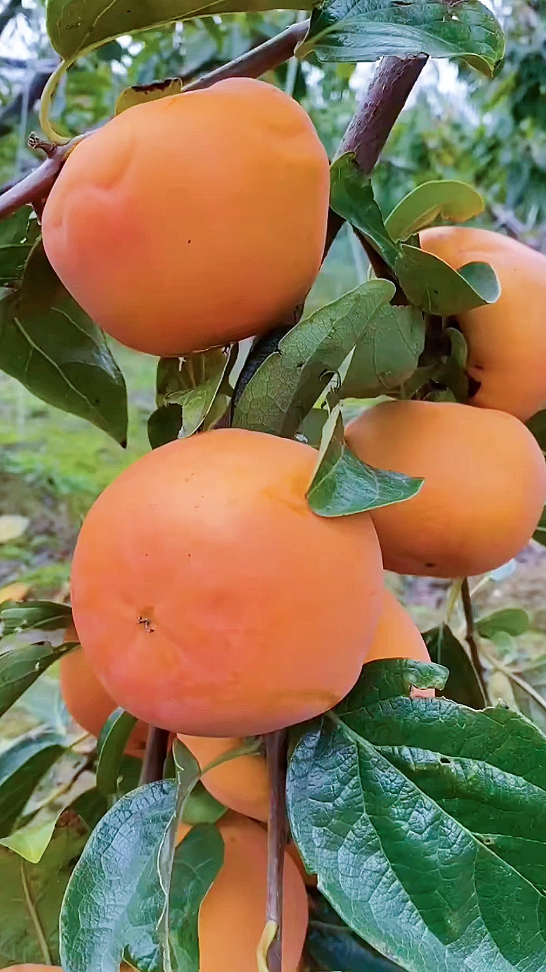 陕西阳丰脆甜柿子,甜蜜香甜柿子-度小视