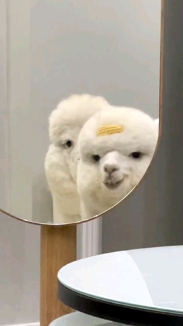 神宠来袭#它好会啊～居然还会wink!"羊驼"