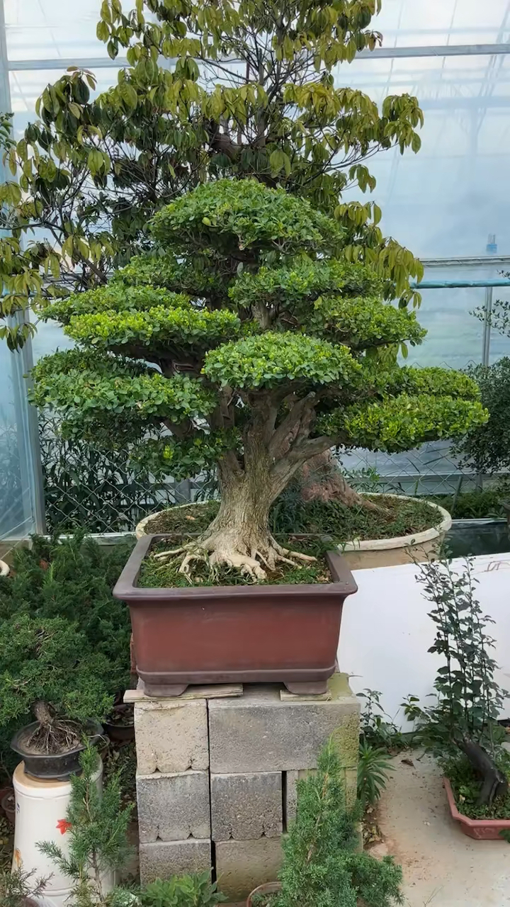 百年黄杨树,老板从毛胚,养成现在出景,还有啥缺点,老铁们,可以评论一