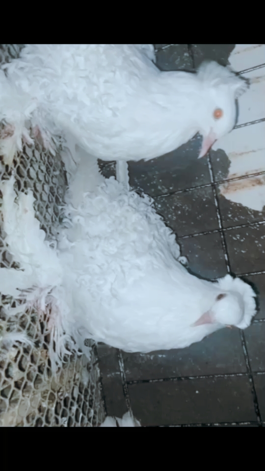 记录生活#鸽子观赏鸽白芙蓉