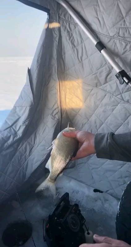 从帐篷里扔出一条鱼,结果会怎样呢?-度小视