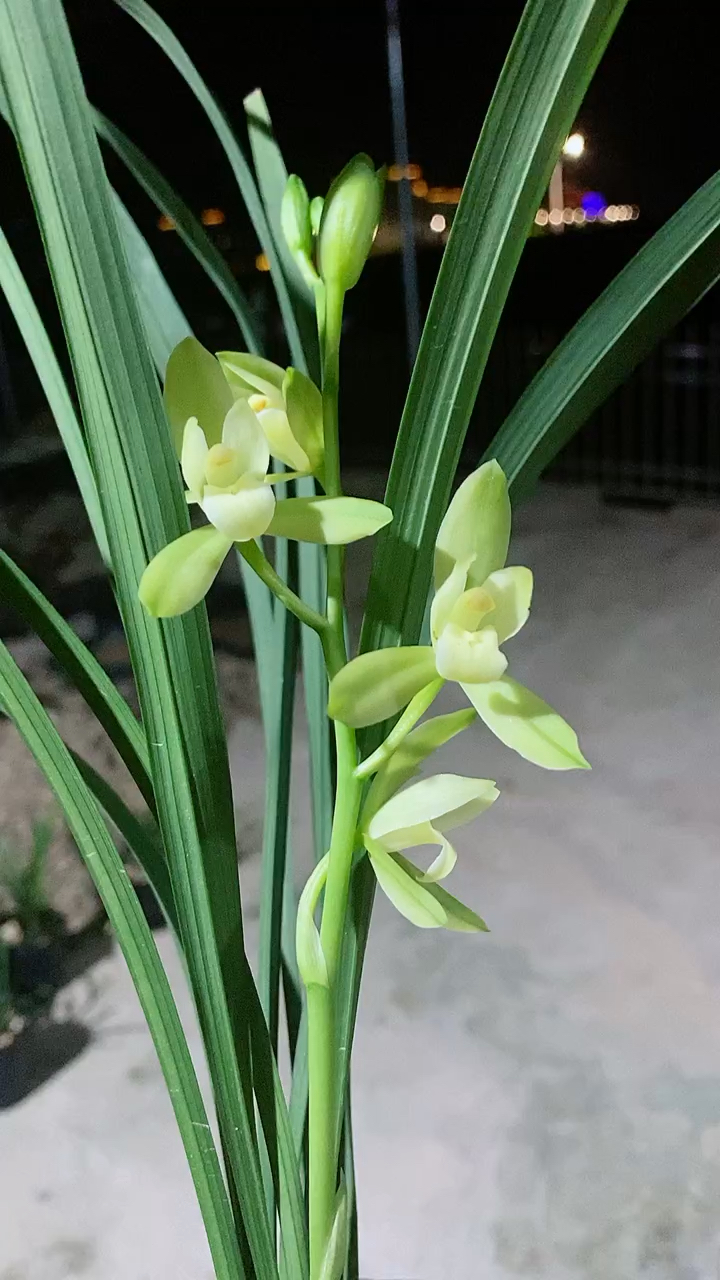 兰花#建兰福州素荷