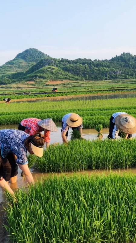 又到了一年一度的插田季,有来帮忙的不?劳动者是最美丽的!