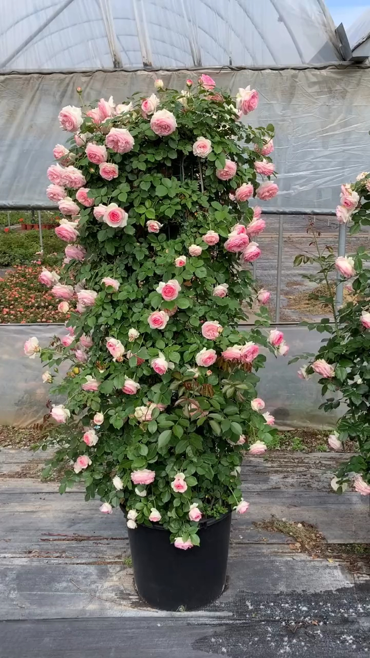 粉色龙沙宝石花柱造型