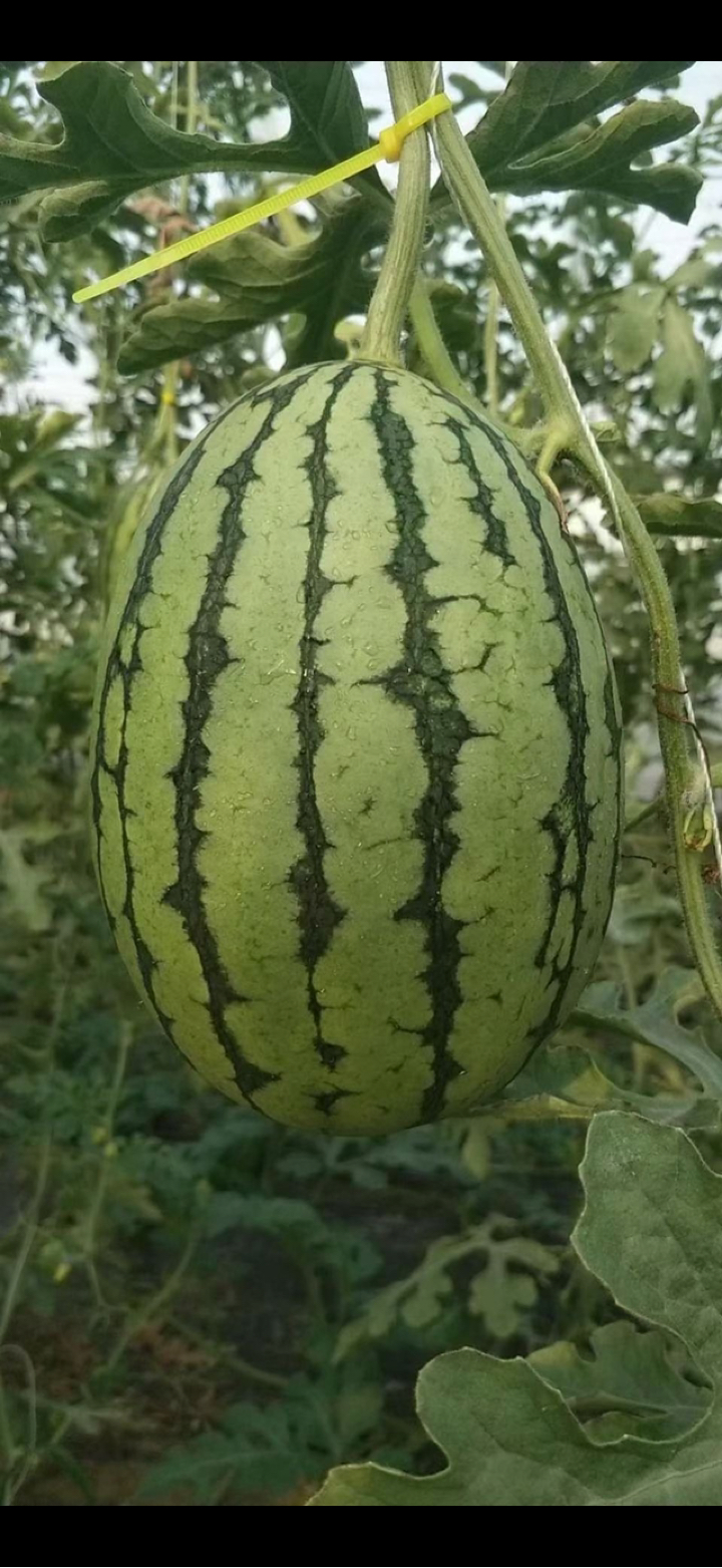 北京大兴庞各庄l600牛奶小西瓜欢迎大家来品尝呦