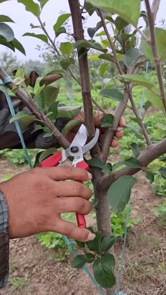 果树修剪技术分享