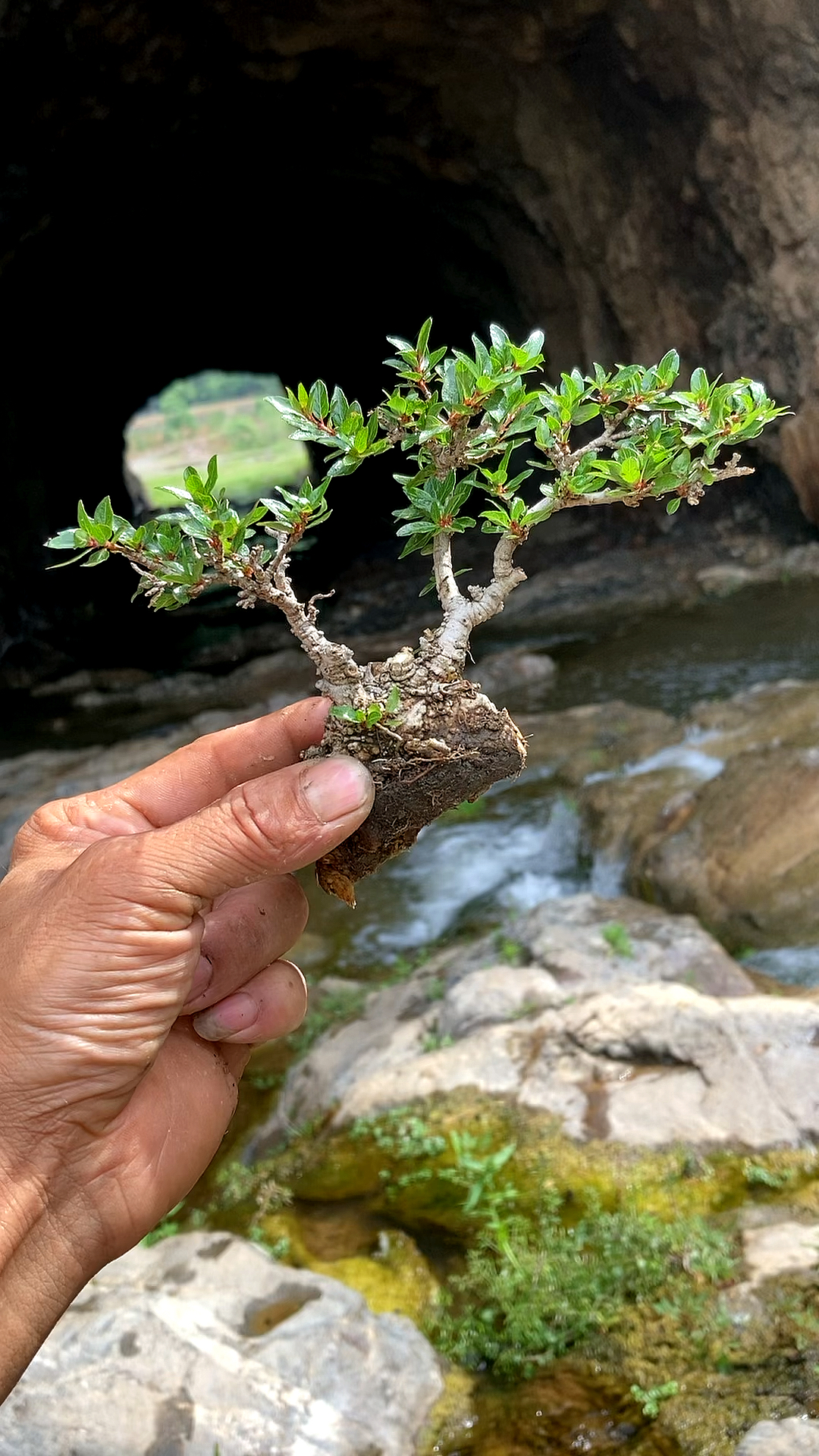 野生水杨梅盆景图片