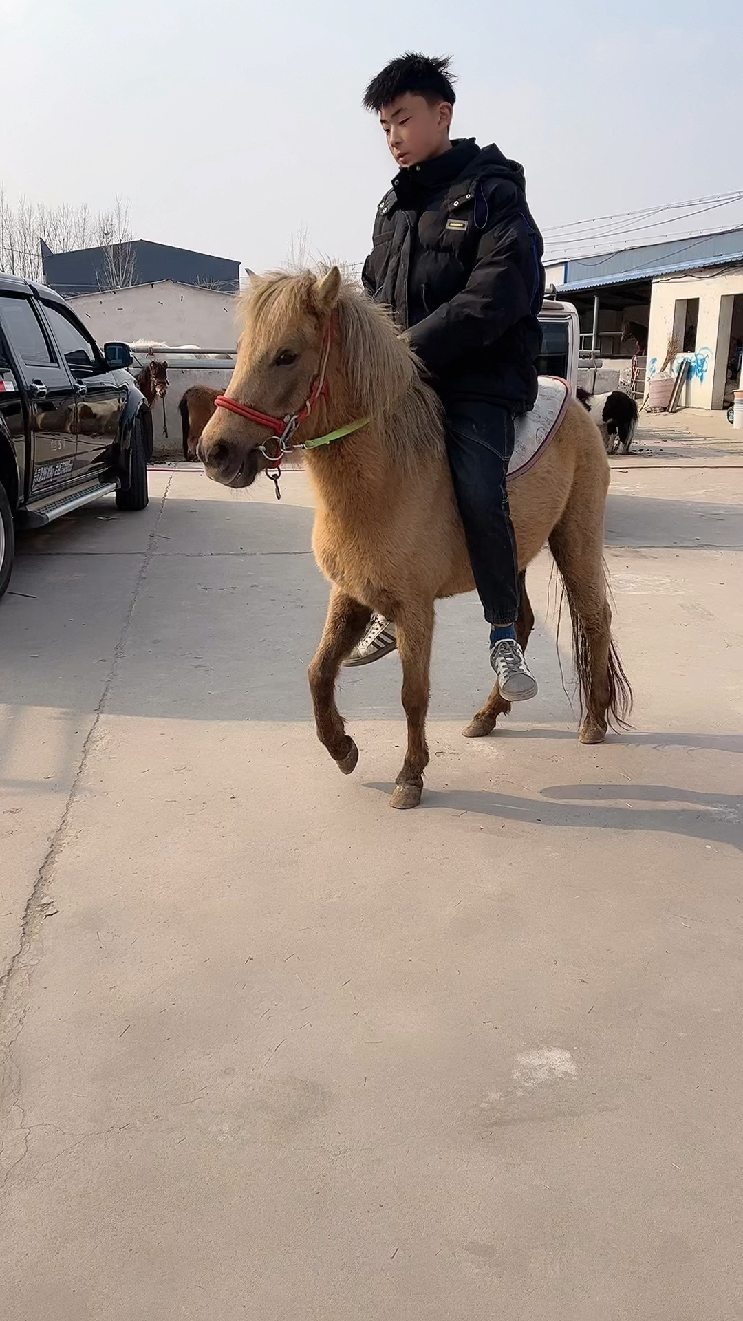 乘騎矮馬寵物矮馬