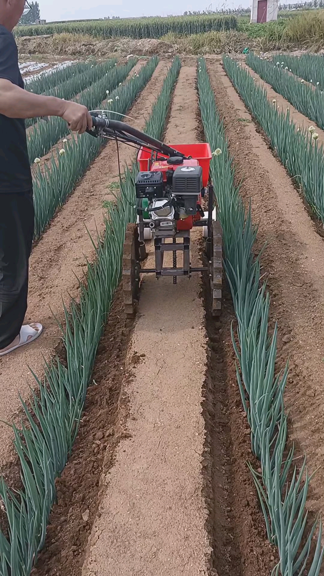 葱,姜,施肥培土一体机