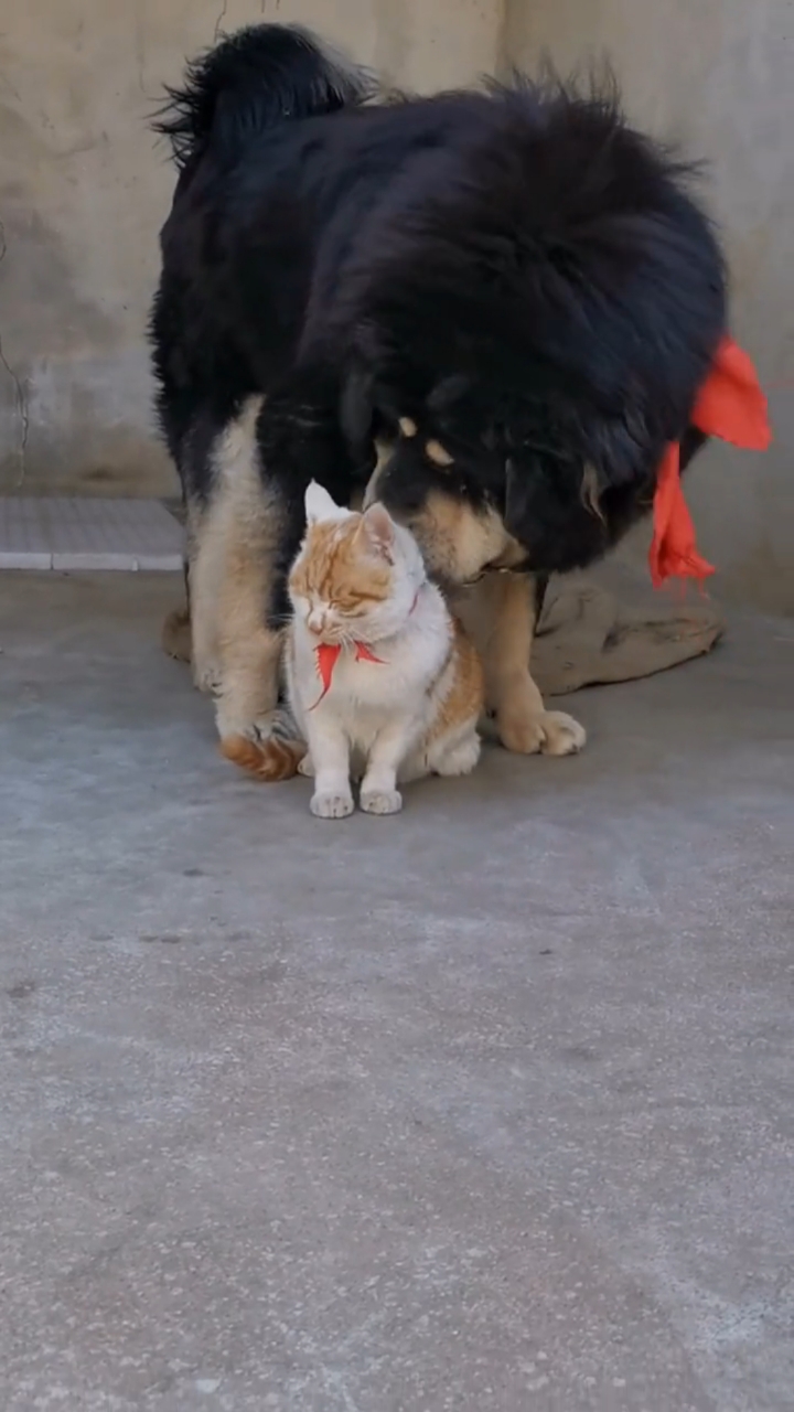 原来藏獒也会吸猫#藏獒父子抢猫记(三)