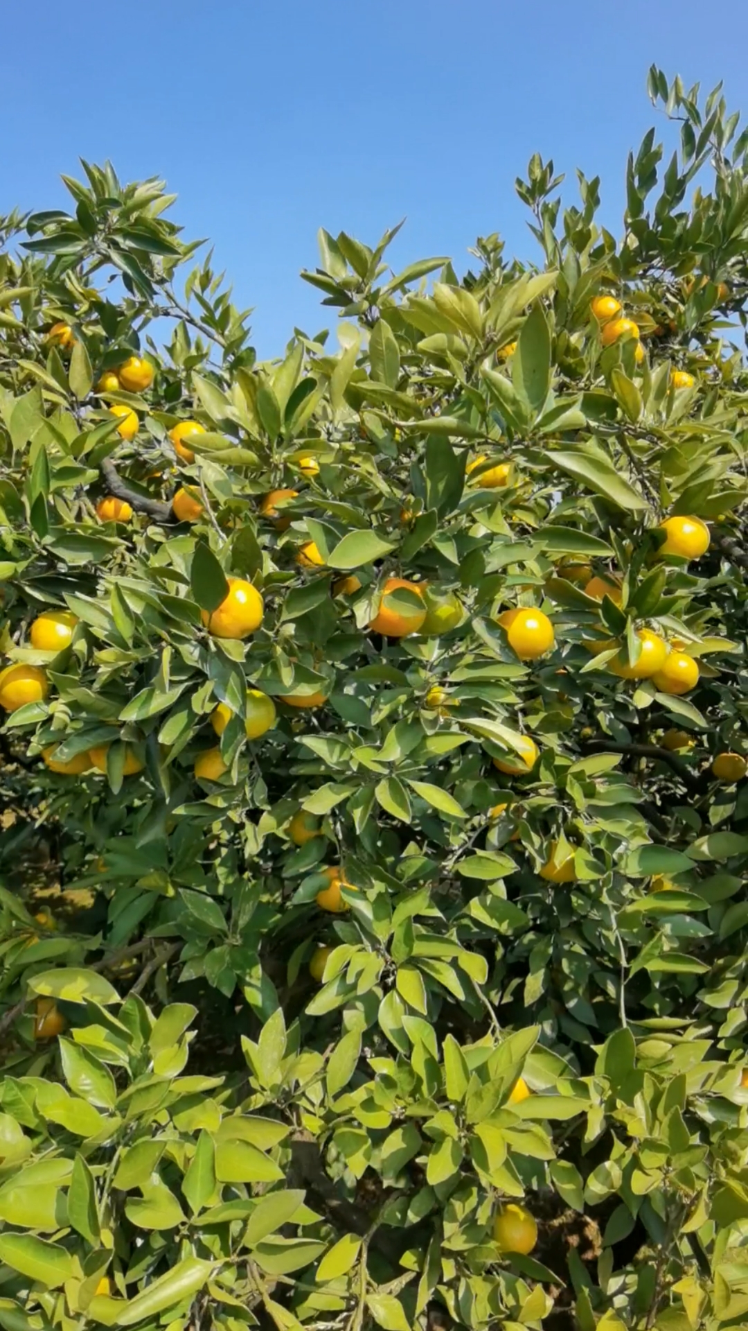 记录生活石门橘子红了大晴天太有利于柑橘糖化