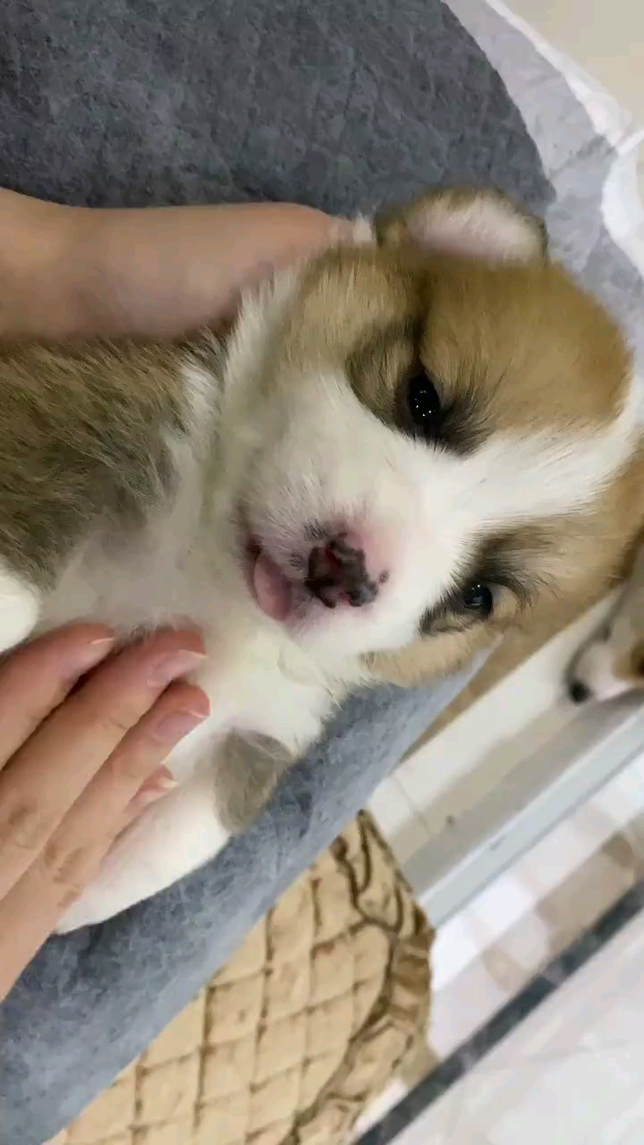 柯基#拍拍才能睡觉的小鸡仔