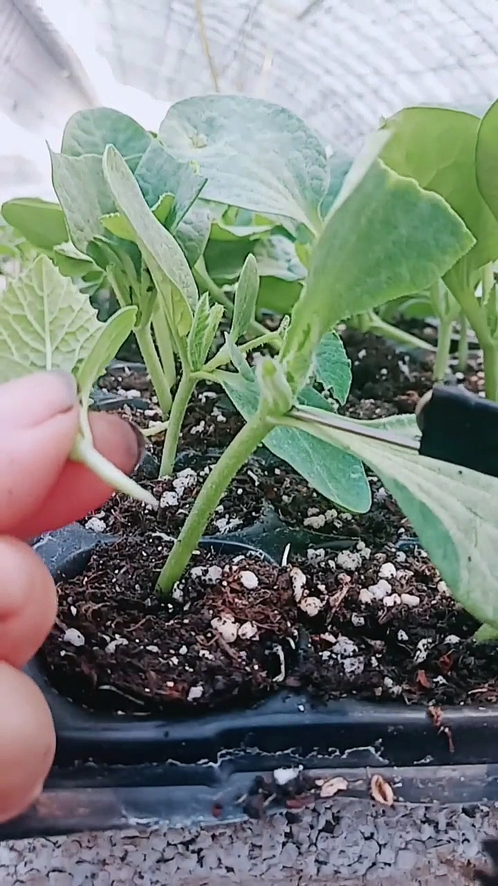 西葫芦嫁接改良品种,成活率高