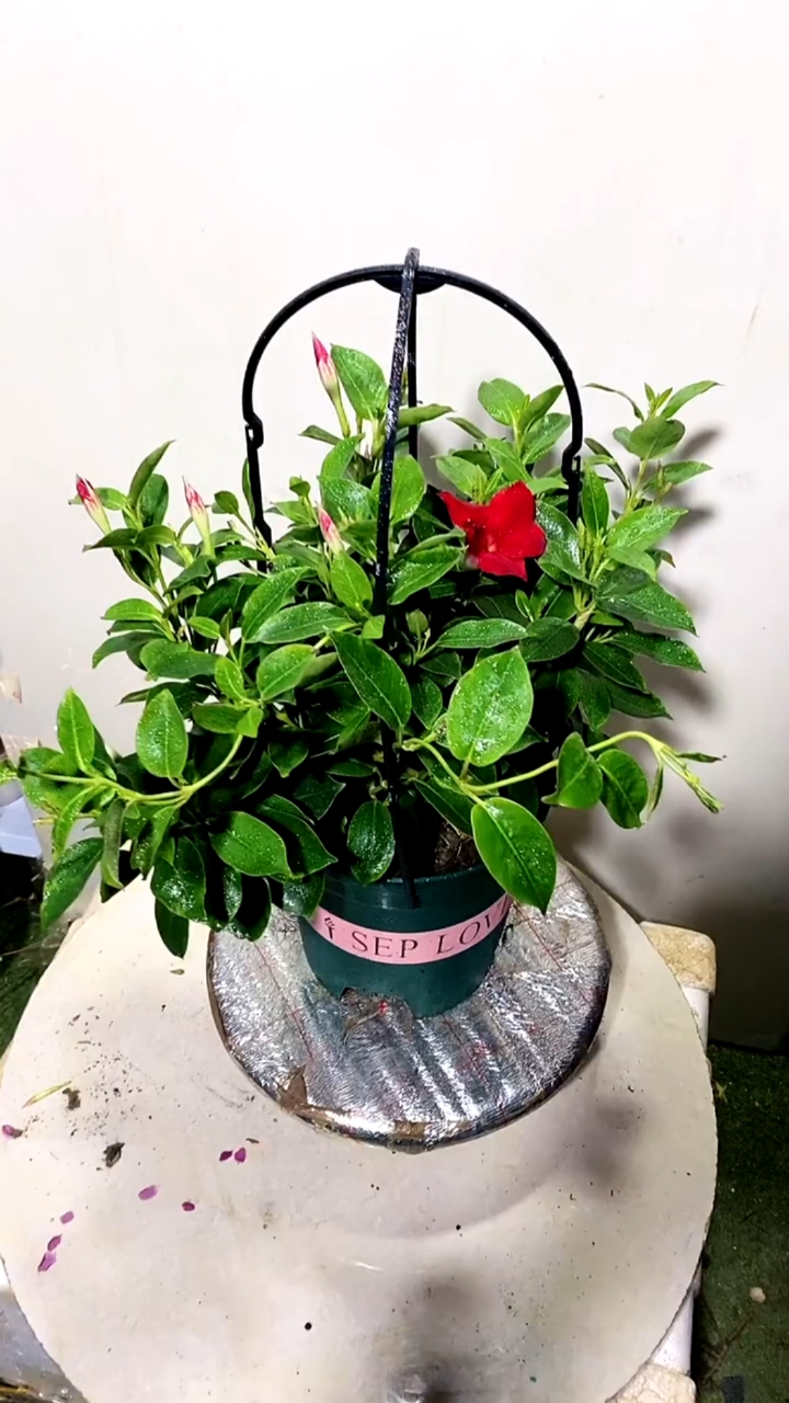 花卉绿植#飘香藤